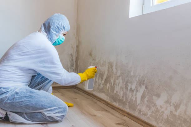 Licensed Basement Mold Remediation service in Kirkwood, PA - WQB Mold Removal