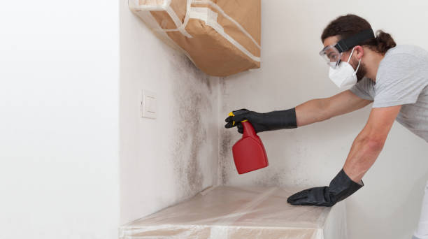 Professional Basement Mold Remediation technician working in Kirkwood, PA