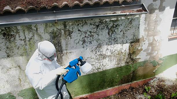 Top rated local Basement Mold Remediation specialists in Kirkwood, PA
